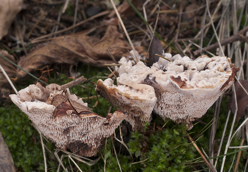 Hydnellum peckii